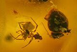 Fossil Beetle, Mite and Spider in Baltic Amber #170036-1